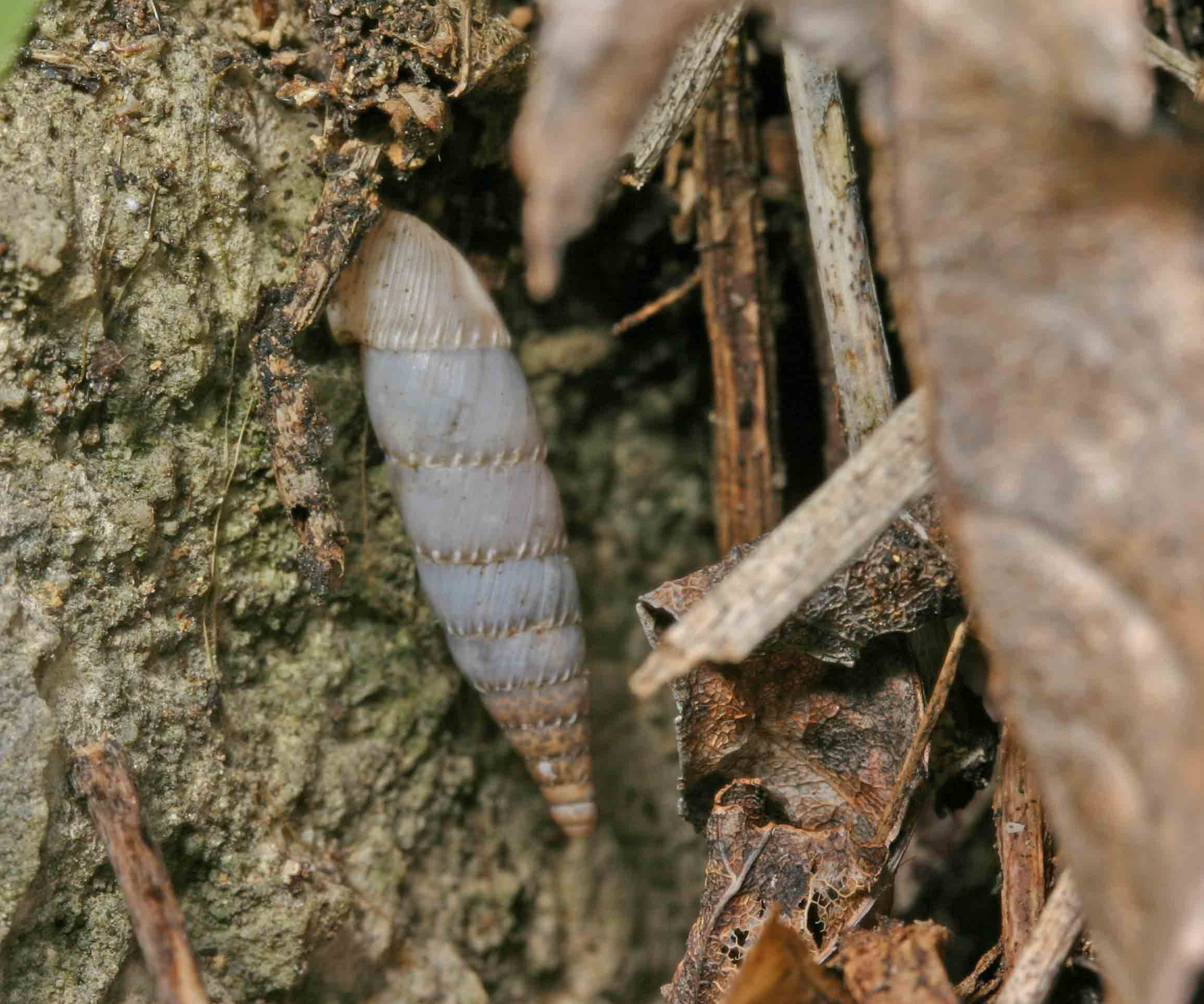 Clausilidae di Monte Gennaro